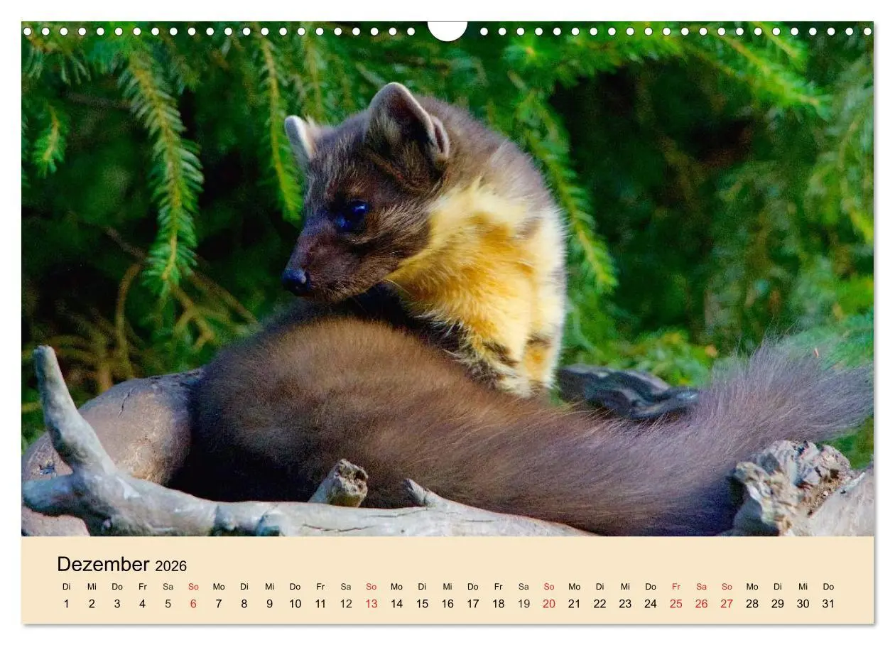 Bild: 9783457984789 | Frettchen und Marder. Frech, witzig, niedlich (Wandkalender 2026...
