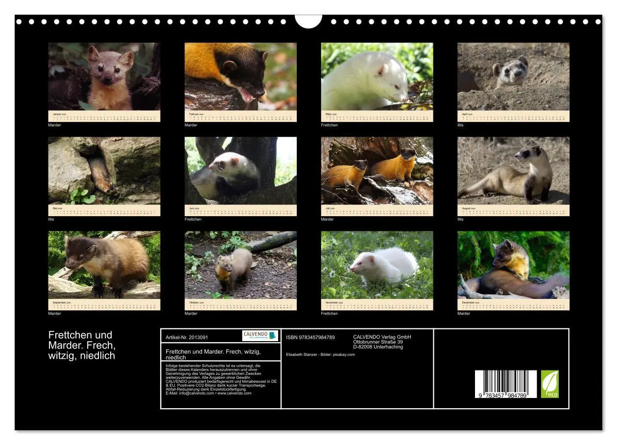 Bild: 9783457984789 | Frettchen und Marder. Frech, witzig, niedlich (Wandkalender 2026...