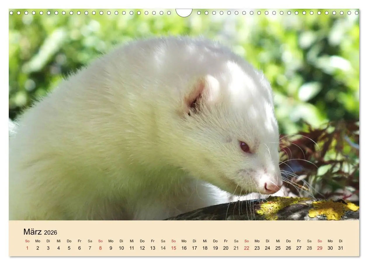 Bild: 9783457984789 | Frettchen und Marder. Frech, witzig, niedlich (Wandkalender 2026...
