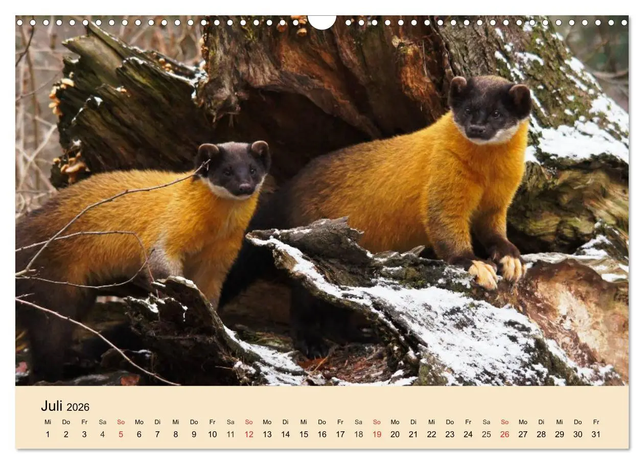 Bild: 9783457984789 | Frettchen und Marder. Frech, witzig, niedlich (Wandkalender 2026...