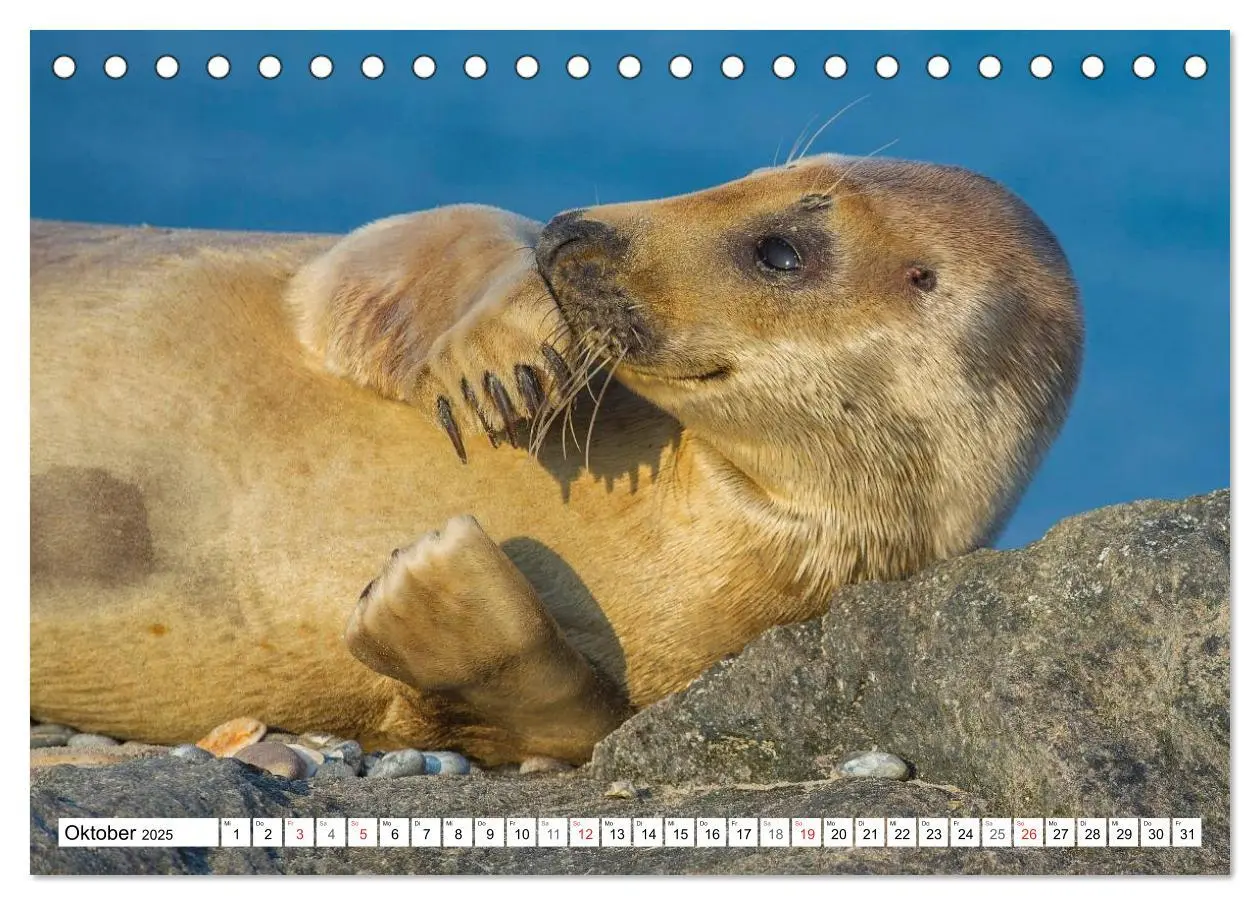 Bild: 9783435574889 | Kegelrobben hautnah (Tischkalender 2025 DIN A5 quer), CALVENDO...
