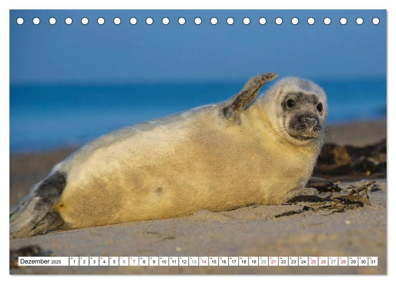 Bild: 9783435574889 | Kegelrobben hautnah (Tischkalender 2025 DIN A5 quer), CALVENDO...