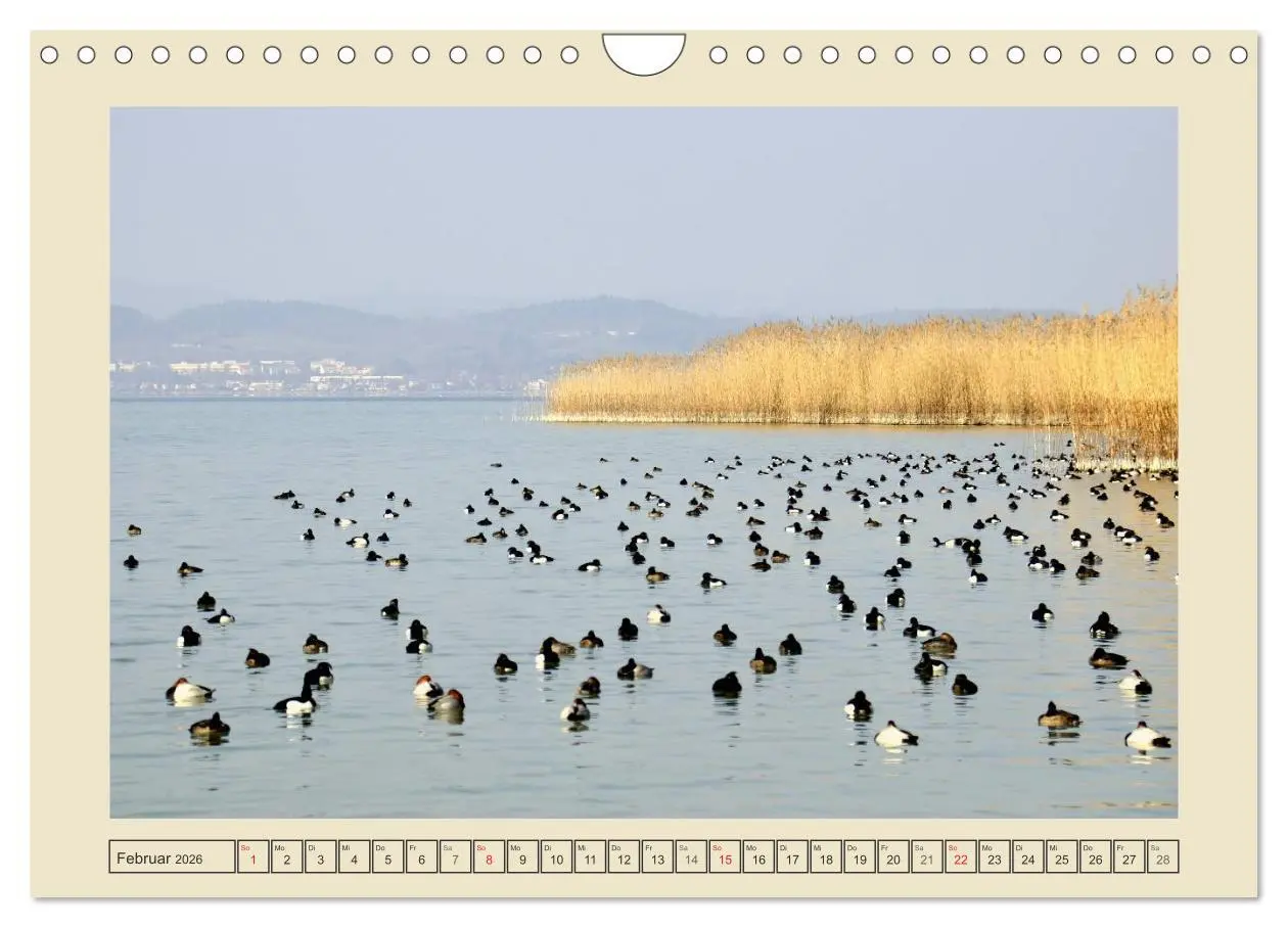 Bild: 9783516124989 | Impressionen vom schönen Bodensee (Wandkalender 2026 DIN A4 quer),...