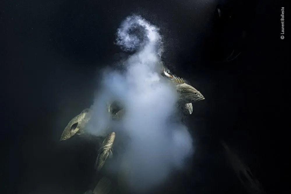 Bild: 9783957285089 | Wildlife Fotografien des Jahres - Portfolio 31 | Museum | Buch | 2021