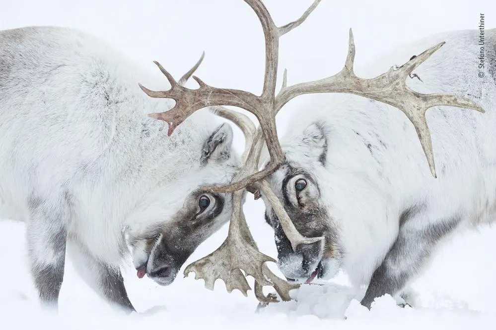 Bild: 9783957285089 | Wildlife Fotografien des Jahres - Portfolio 31 | Museum | Buch | 2021