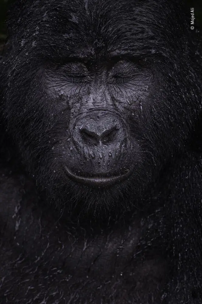 Bild: 9783957285089 | Wildlife Fotografien des Jahres - Portfolio 31 | Museum | Buch | 2021
