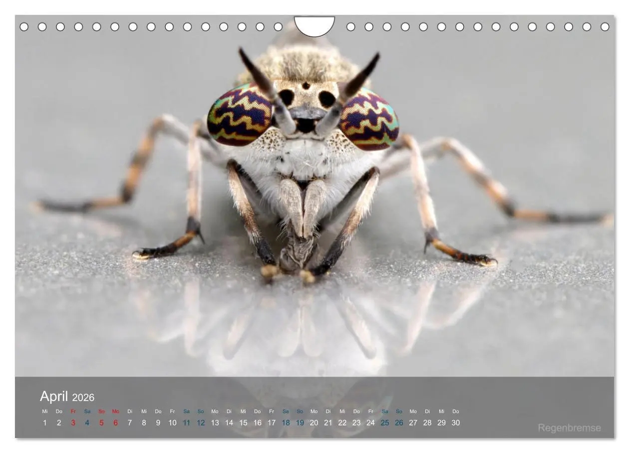 Bild: 9783457605189 | Kleine Kostbarkeiten Insekten (Wandkalender 2026 DIN A4 quer),...