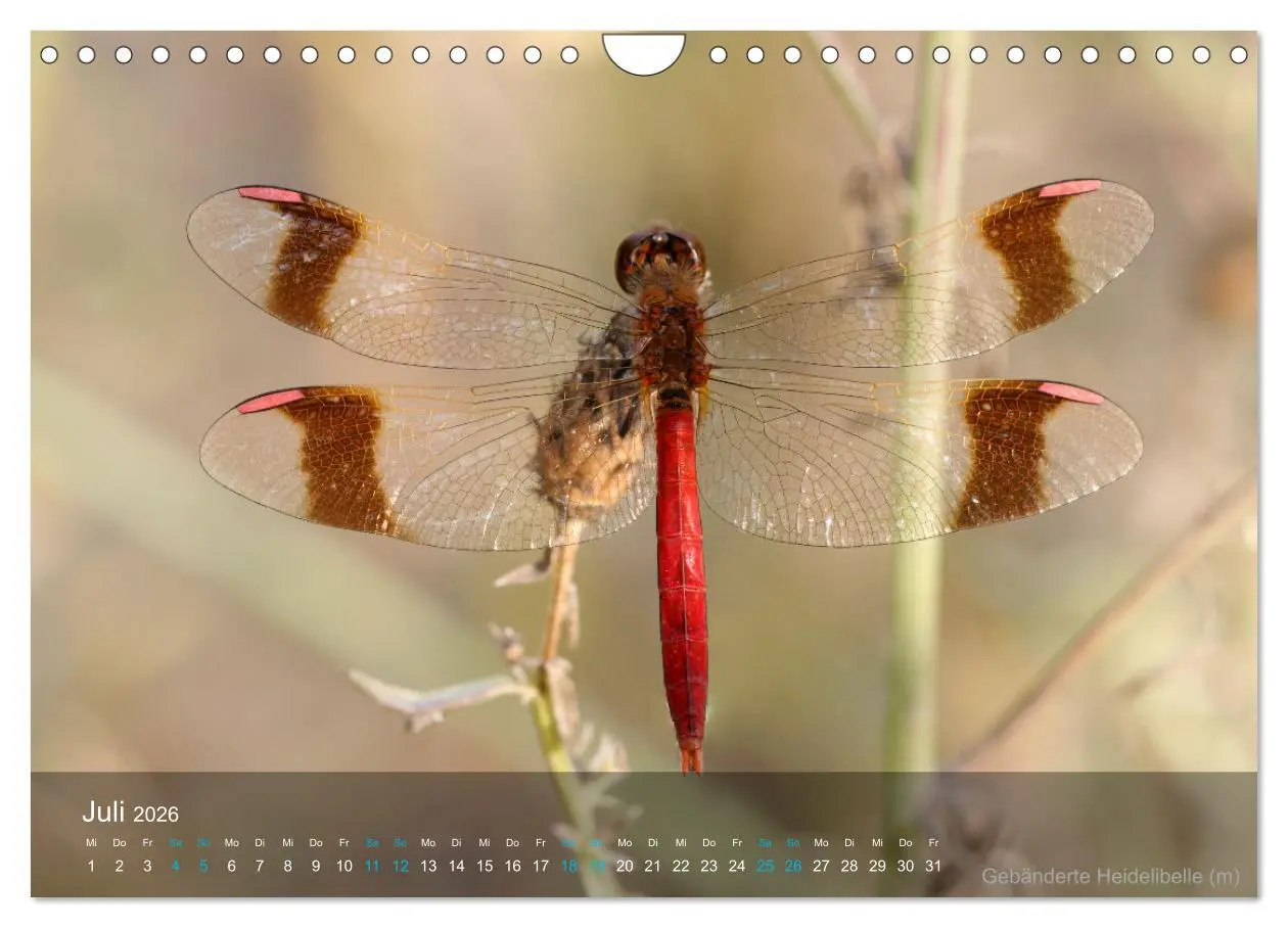 Bild: 9783457605189 | Kleine Kostbarkeiten Insekten (Wandkalender 2026 DIN A4 quer),...