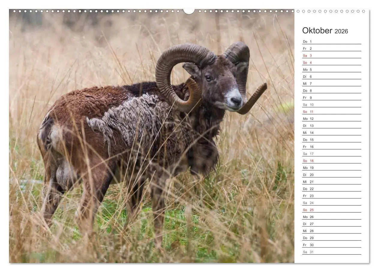 Bild: 9783516005189 | Emotionale Momente: Muffelwild. (hochwertiger Premium Wandkalender...