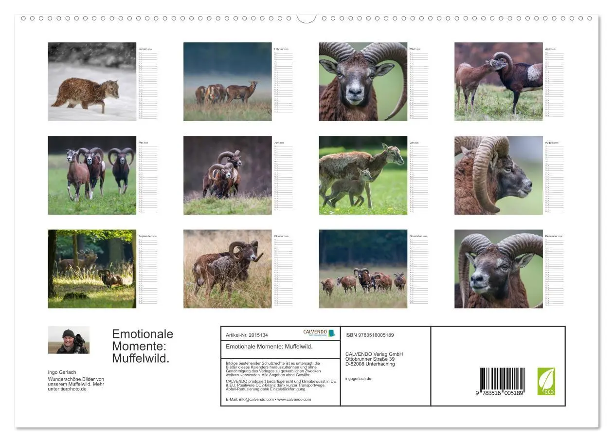 Bild: 9783516005189 | Emotionale Momente: Muffelwild. (hochwertiger Premium Wandkalender...