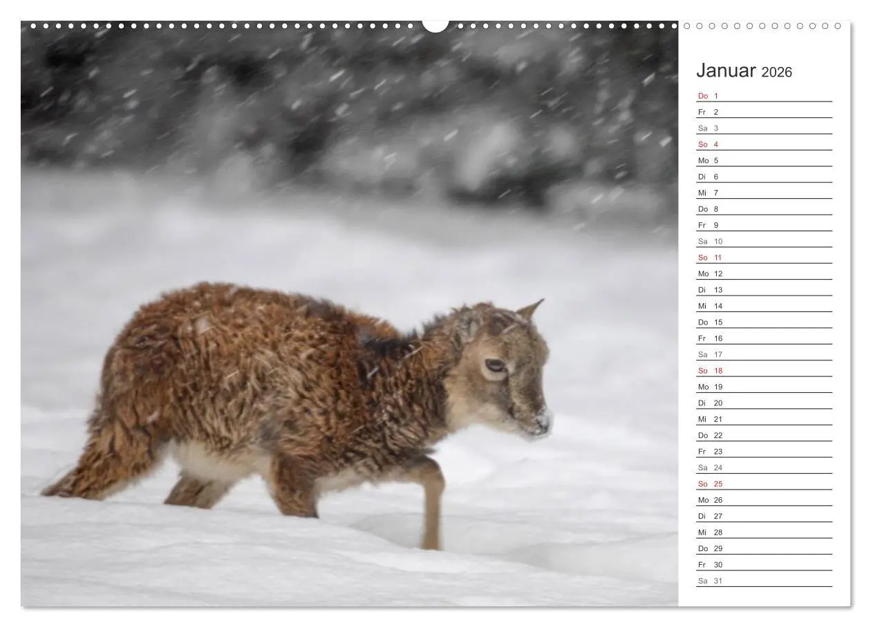 Bild: 9783516005189 | Emotionale Momente: Muffelwild. (hochwertiger Premium Wandkalender...