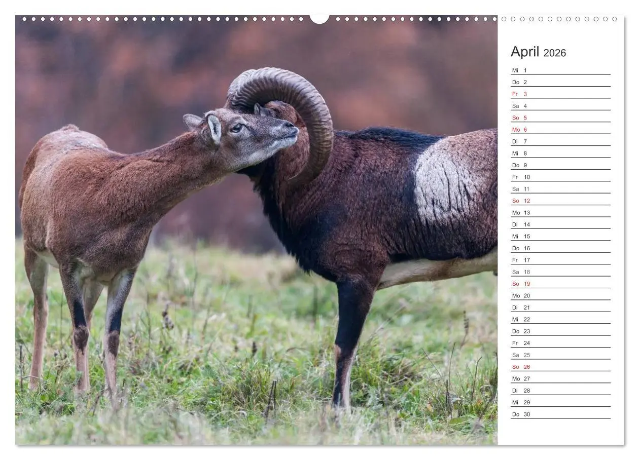 Bild: 9783516005189 | Emotionale Momente: Muffelwild. (hochwertiger Premium Wandkalender...