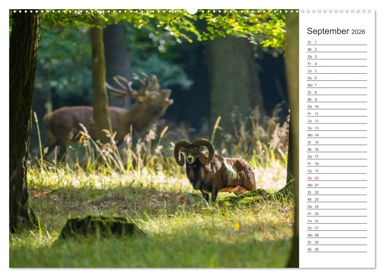 Bild: 9783516005189 | Emotionale Momente: Muffelwild. (hochwertiger Premium Wandkalender...