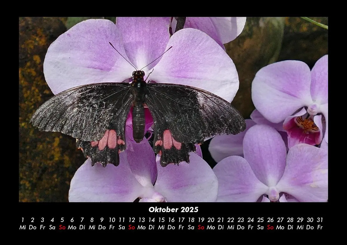 Bild: 9783755985389 | Blumenzauber 2025 Fotokalender DIN A3 | Tobias Becker | Kalender