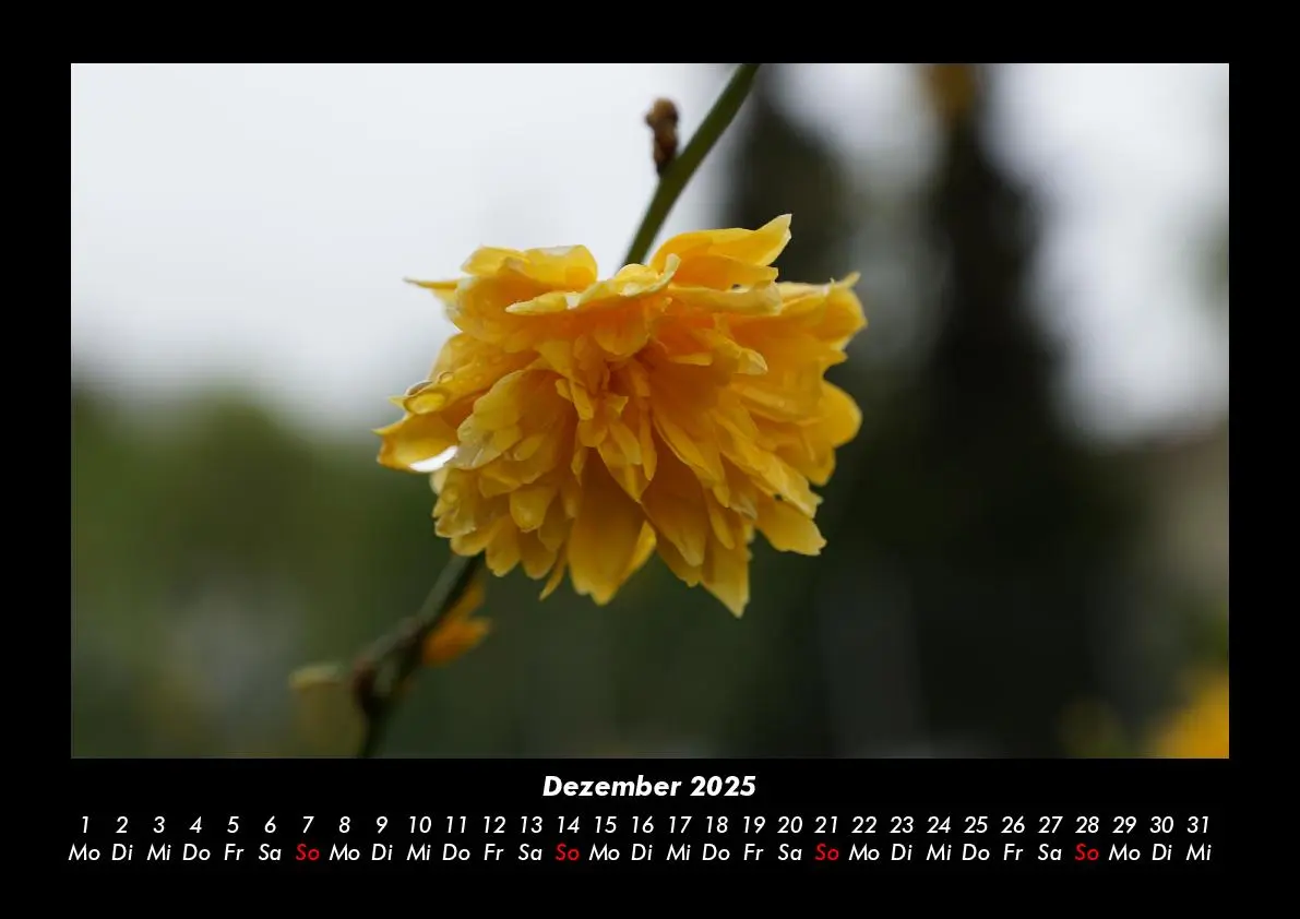 Bild: 9783755985389 | Blumenzauber 2025 Fotokalender DIN A3 | Tobias Becker | Kalender