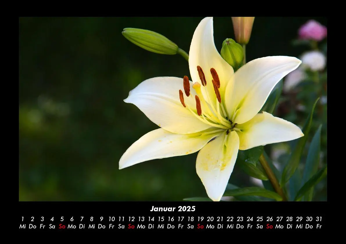 Bild: 9783755985389 | Blumenzauber 2025 Fotokalender DIN A3 | Tobias Becker | Kalender