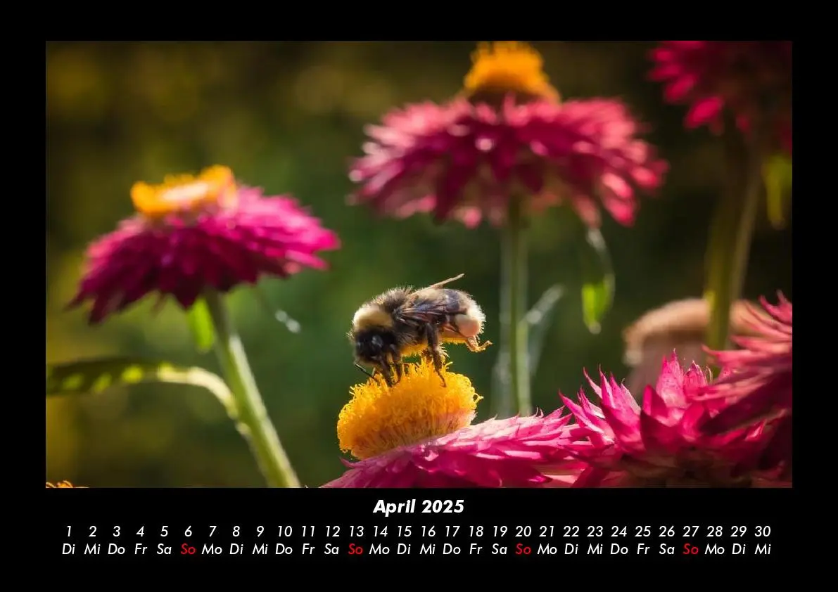 Bild: 9783755985389 | Blumenzauber 2025 Fotokalender DIN A3 | Tobias Becker | Kalender