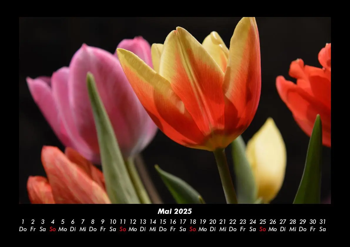 Bild: 9783755985389 | Blumenzauber 2025 Fotokalender DIN A3 | Tobias Becker | Kalender