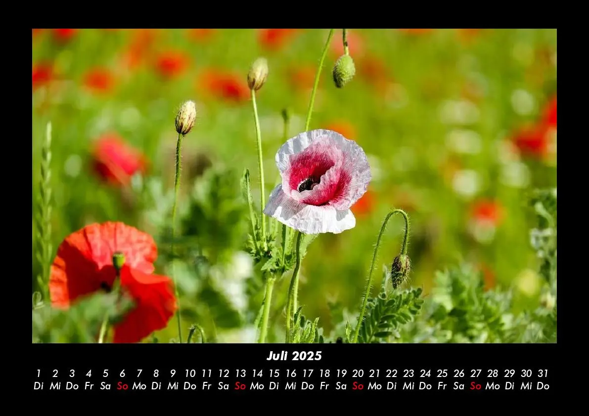 Bild: 9783755985389 | Blumenzauber 2025 Fotokalender DIN A3 | Tobias Becker | Kalender