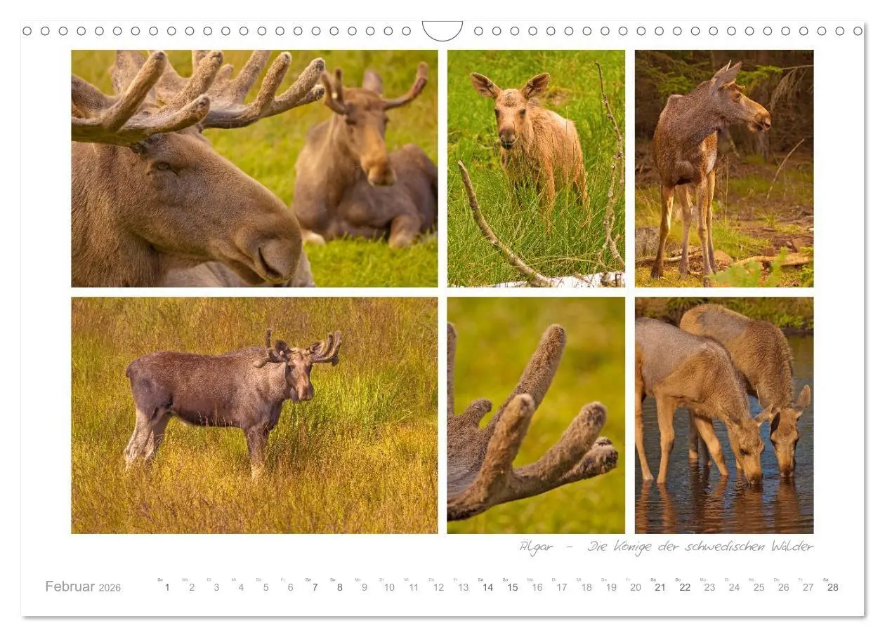 Bild: 9783516205589 | Sehnsucht Schweden - Sverige (Wandkalender 2026 DIN A3 quer),...