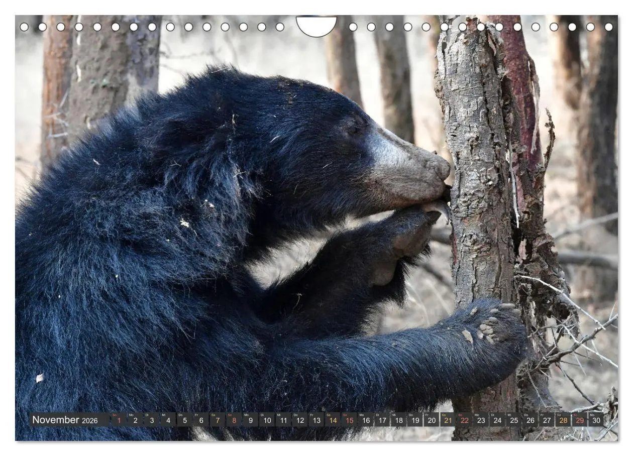 Bild: 9783457335789 | Tiere Indiens close up (Wandkalender 2026 DIN A4 quer), CALVENDO...
