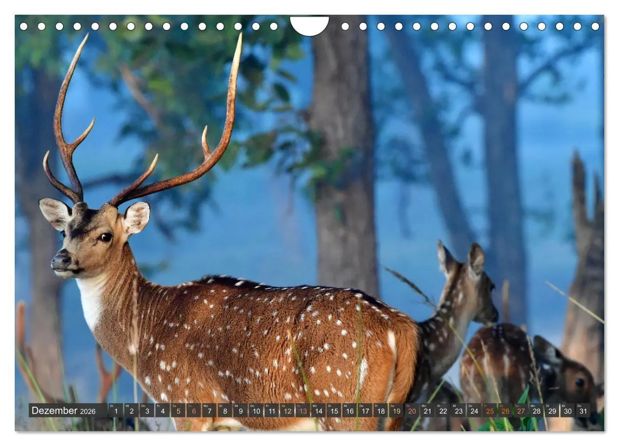 Bild: 9783457335789 | Tiere Indiens close up (Wandkalender 2026 DIN A4 quer), CALVENDO...