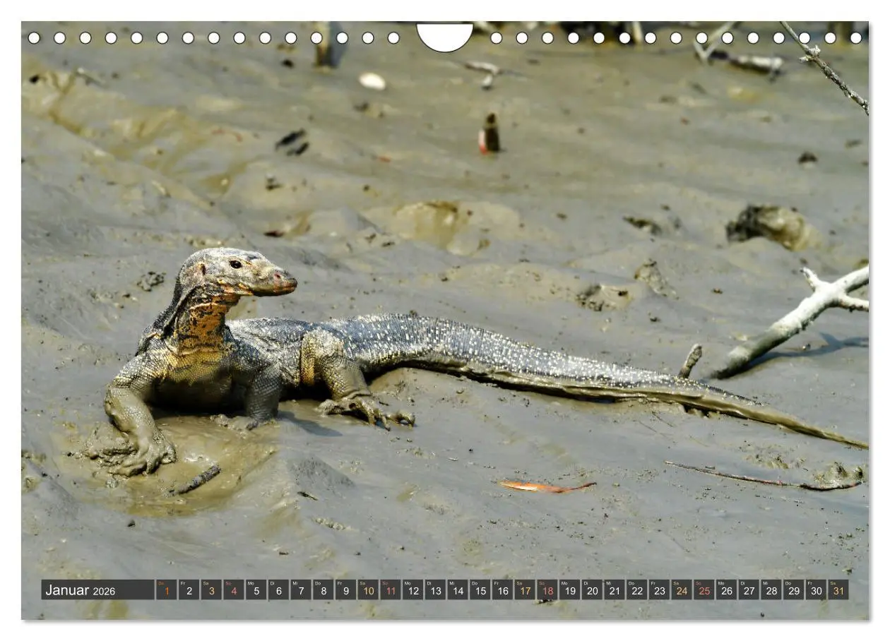 Bild: 9783457335789 | Tiere Indiens close up (Wandkalender 2026 DIN A4 quer), CALVENDO...