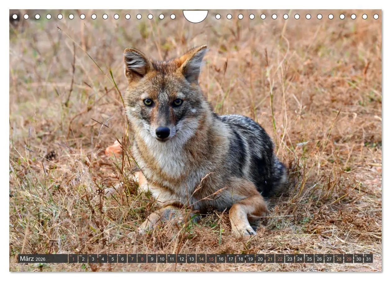 Bild: 9783457335789 | Tiere Indiens close up (Wandkalender 2026 DIN A4 quer), CALVENDO...