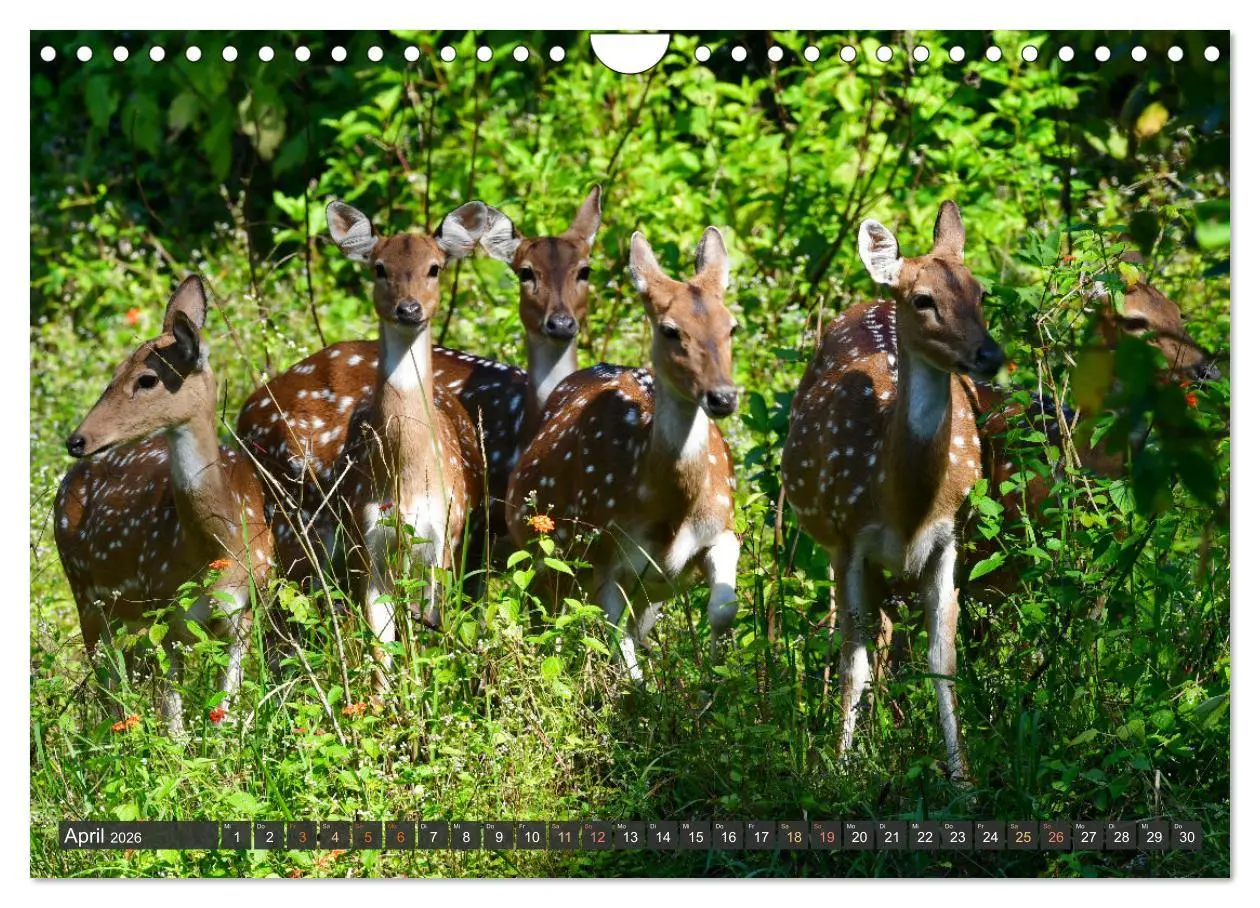 Bild: 9783457335789 | Tiere Indiens close up (Wandkalender 2026 DIN A4 quer), CALVENDO...