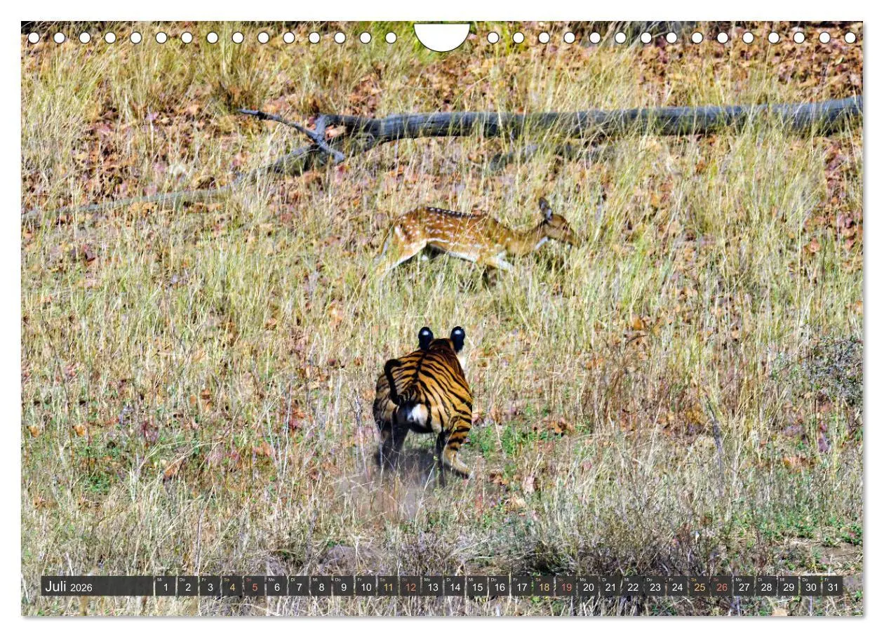 Bild: 9783457335789 | Tiere Indiens close up (Wandkalender 2026 DIN A4 quer), CALVENDO...