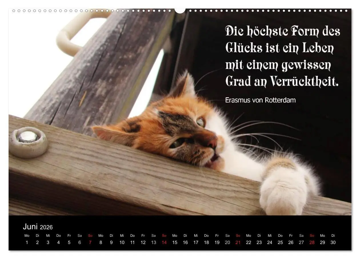 Bild: 9783516115789 | Glückskatze - Mit Zitaten zum Thema Glück (hochwertiger Premium...