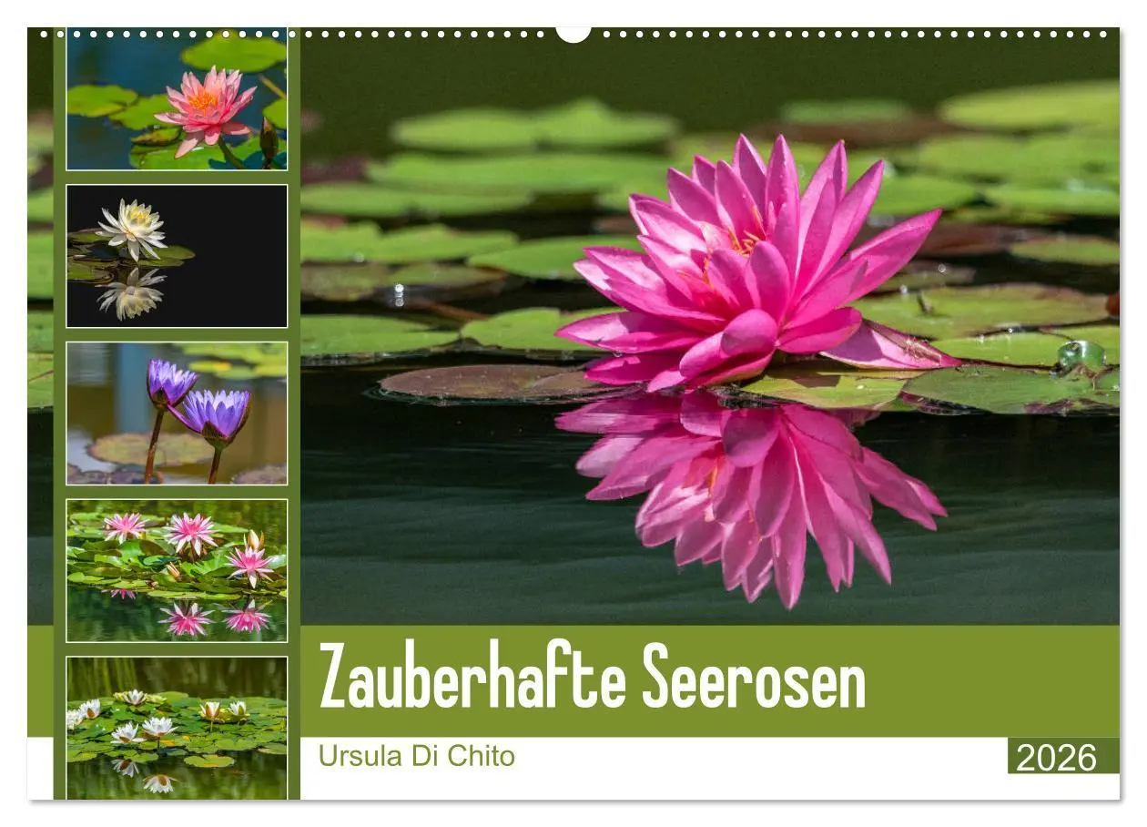 Cover: 9783457686089 | Zauberhafte Seerosen (Wandkalender 2026 DIN A2 quer), CALVENDO...
