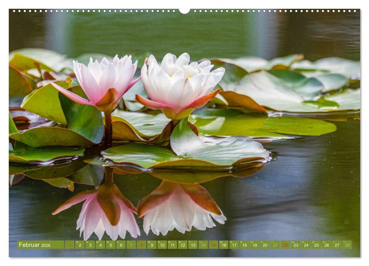Bild: 9783457686089 | Zauberhafte Seerosen (Wandkalender 2026 DIN A2 quer), CALVENDO...