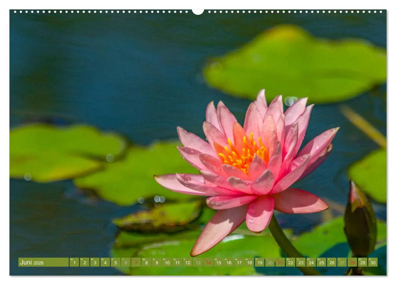 Bild: 9783457686089 | Zauberhafte Seerosen (Wandkalender 2026 DIN A2 quer), CALVENDO...
