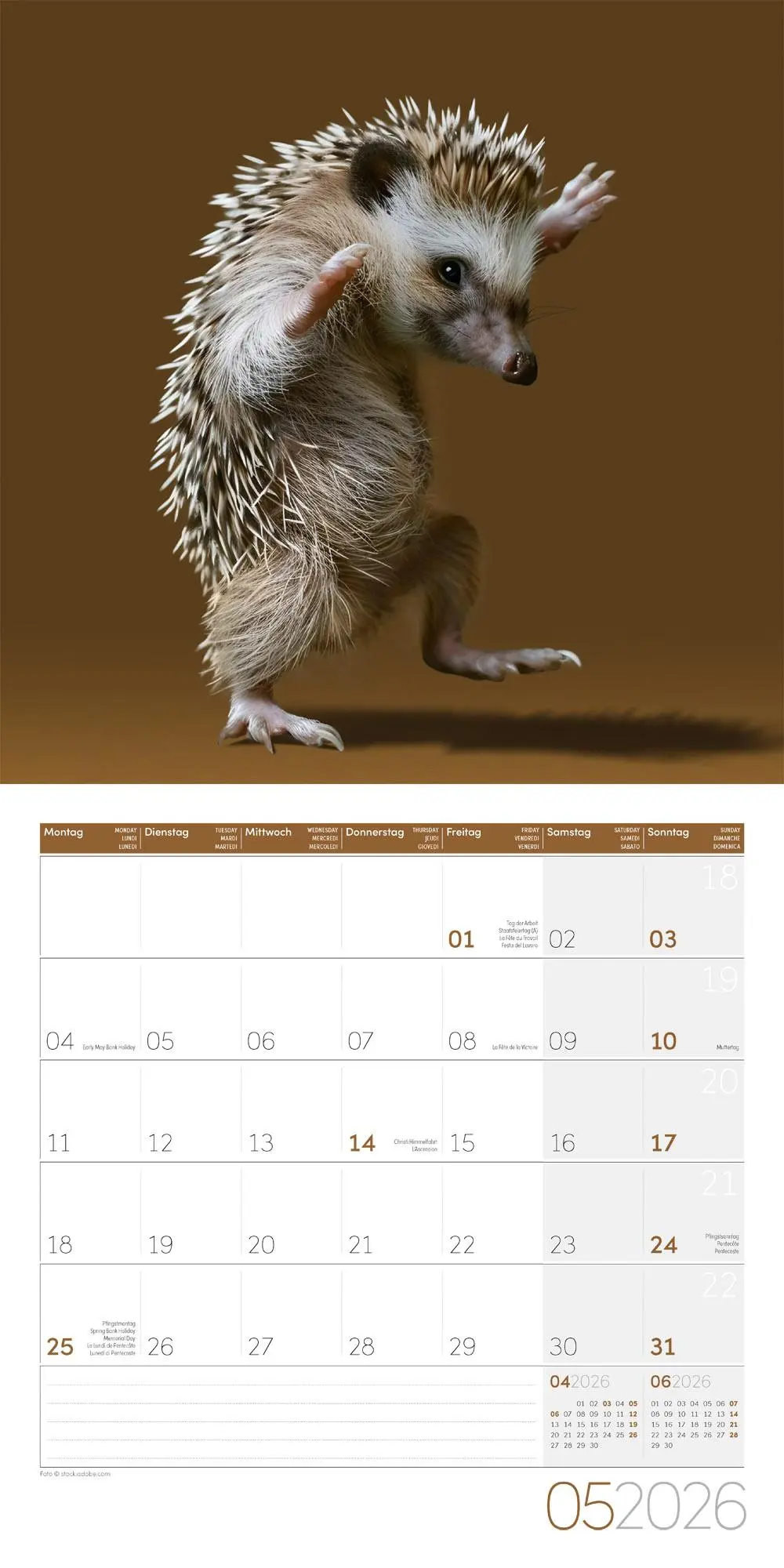 Bild: 9783838446189 | Dancing Animals Kalender 2026 - 30x30 | Ackermann Kunstverlag GmbH