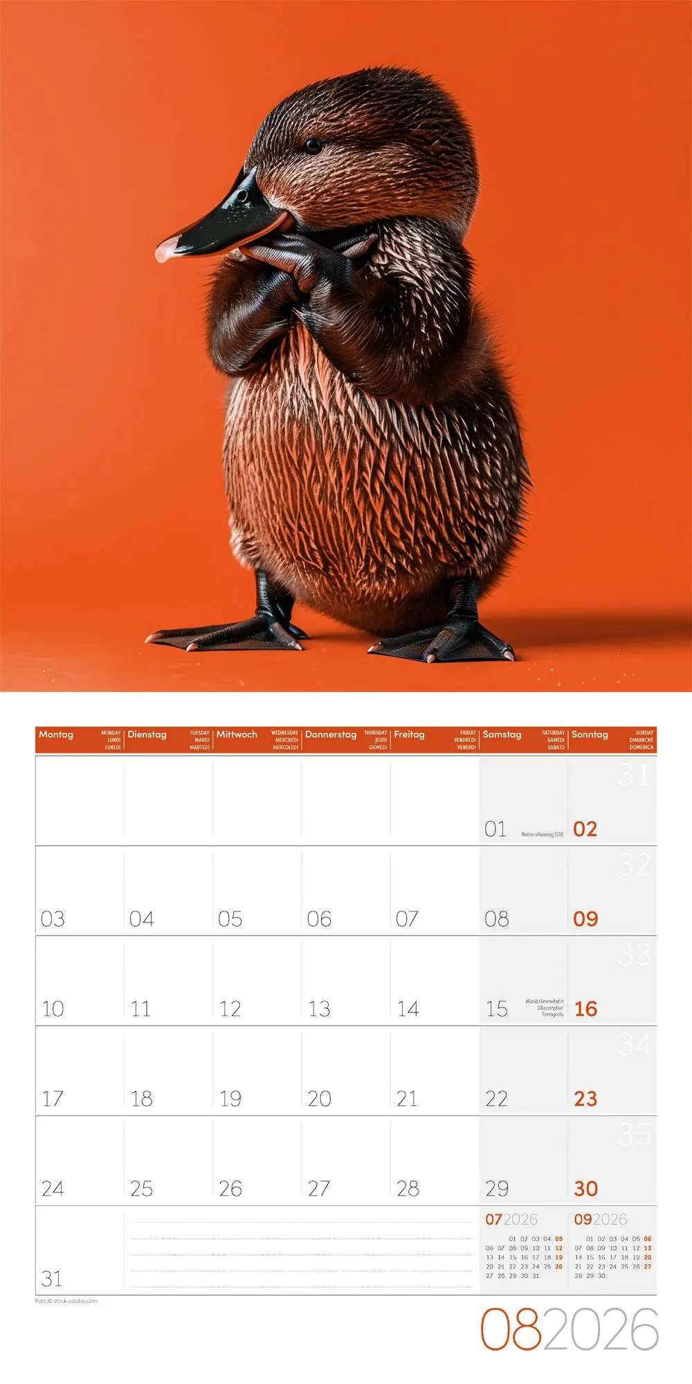 Bild: 9783838446189 | Dancing Animals Kalender 2026 - 30x30 | Ackermann Kunstverlag GmbH