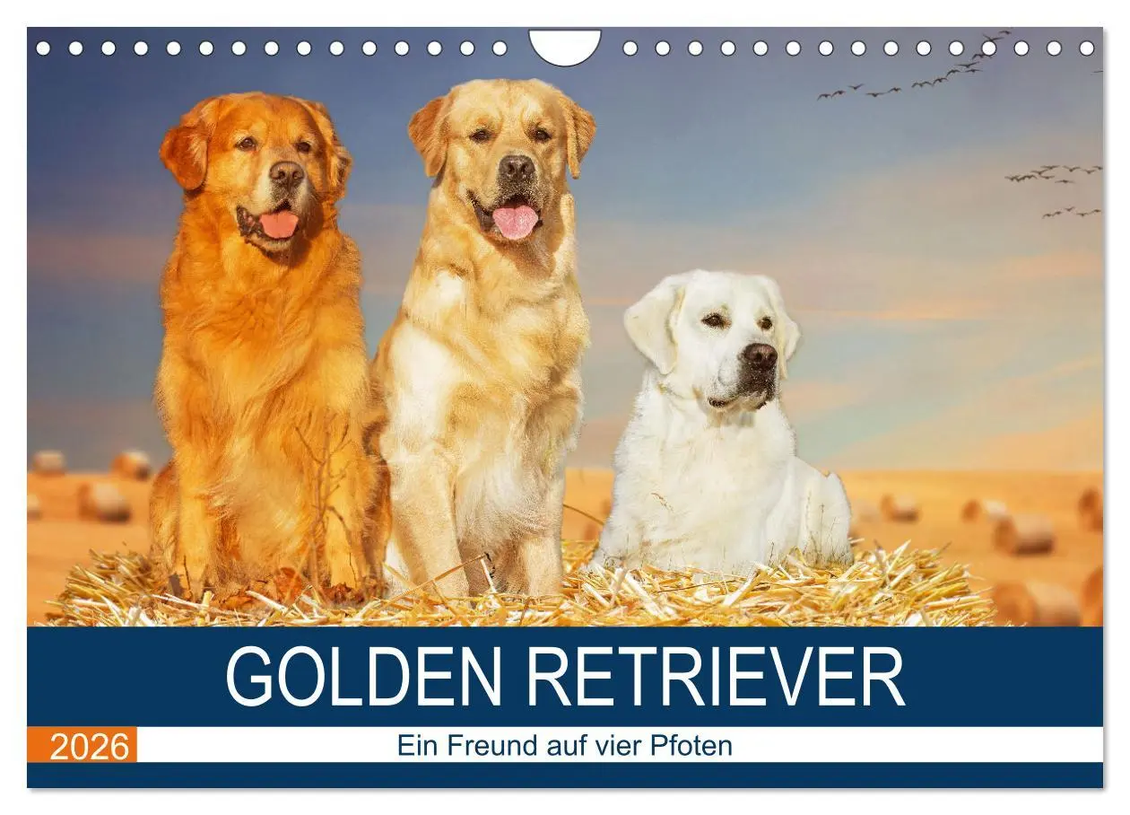 Cover: 9783457666289 | Golden Retriever - Ein Freund auf vier Pfoten (Wandkalender 2026...