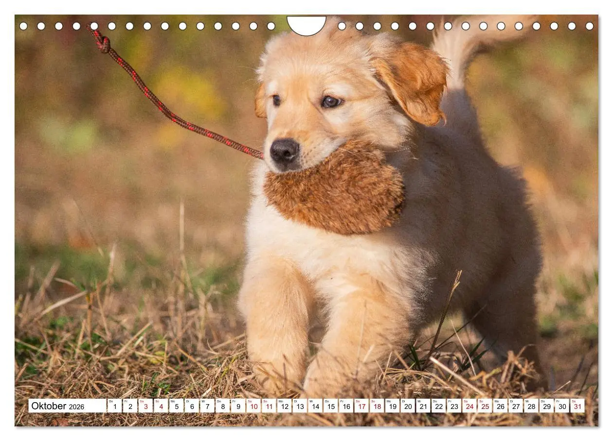 Bild: 9783457666289 | Golden Retriever - Ein Freund auf vier Pfoten (Wandkalender 2026...