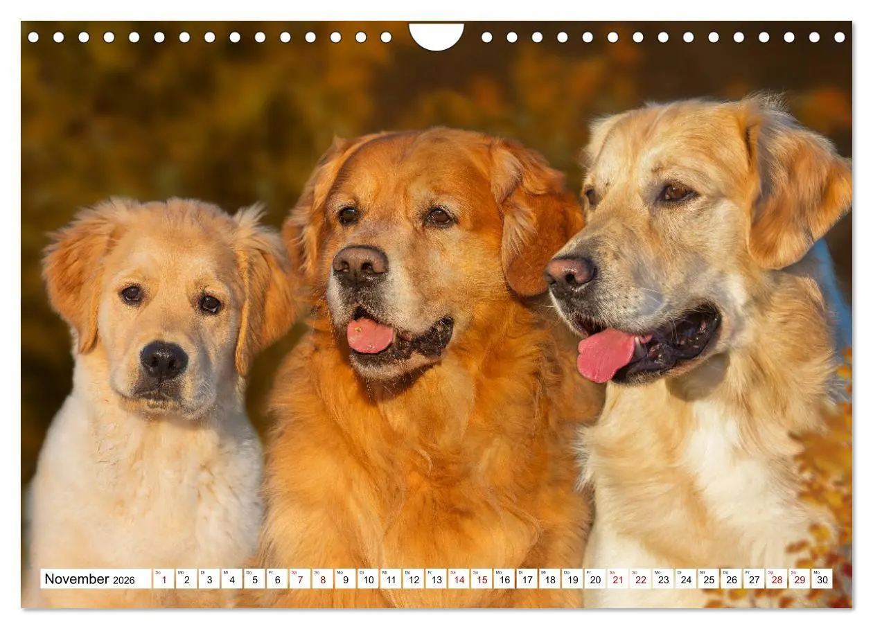 Bild: 9783457666289 | Golden Retriever - Ein Freund auf vier Pfoten (Wandkalender 2026...
