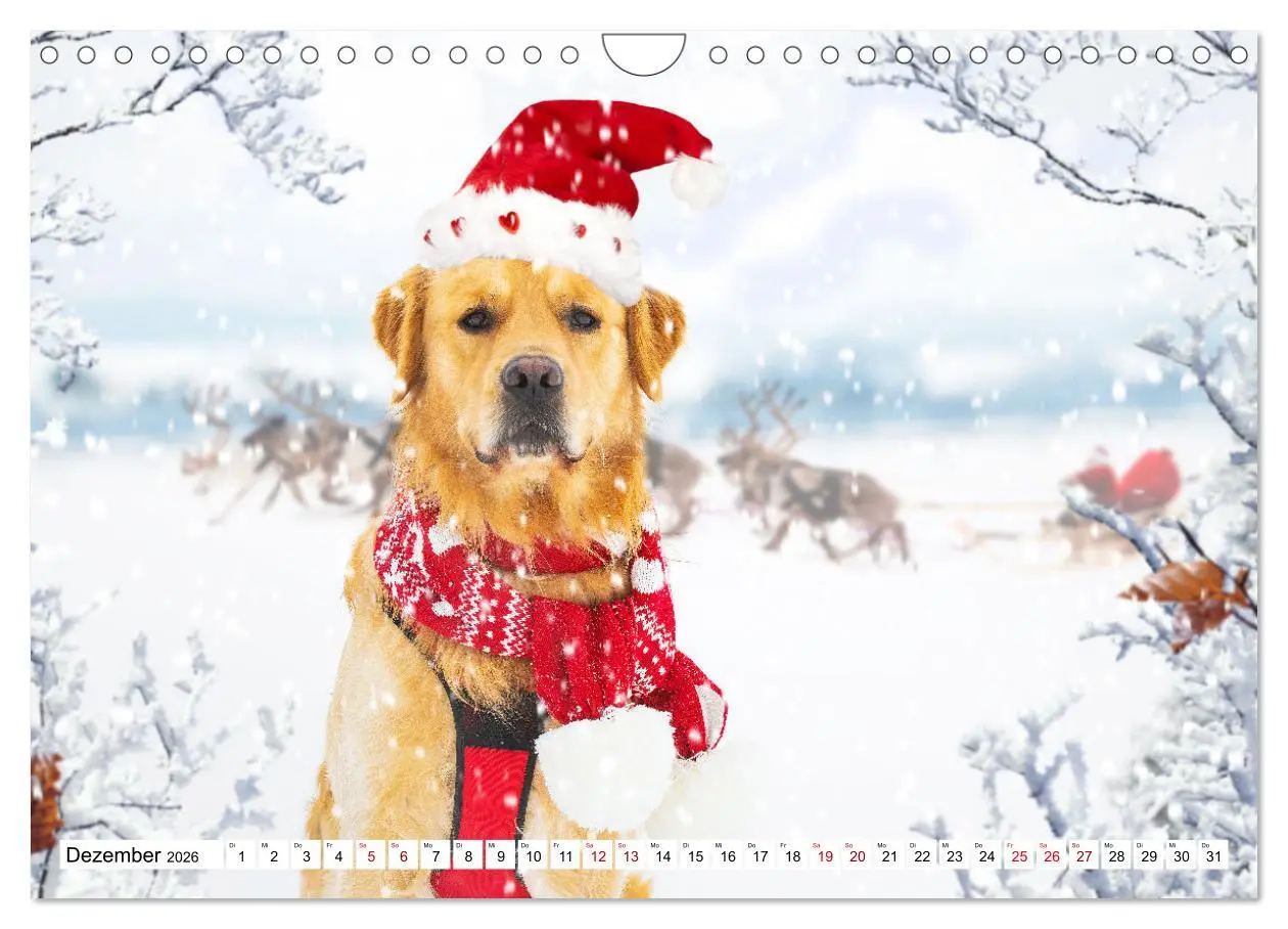 Bild: 9783457666289 | Golden Retriever - Ein Freund auf vier Pfoten (Wandkalender 2026...