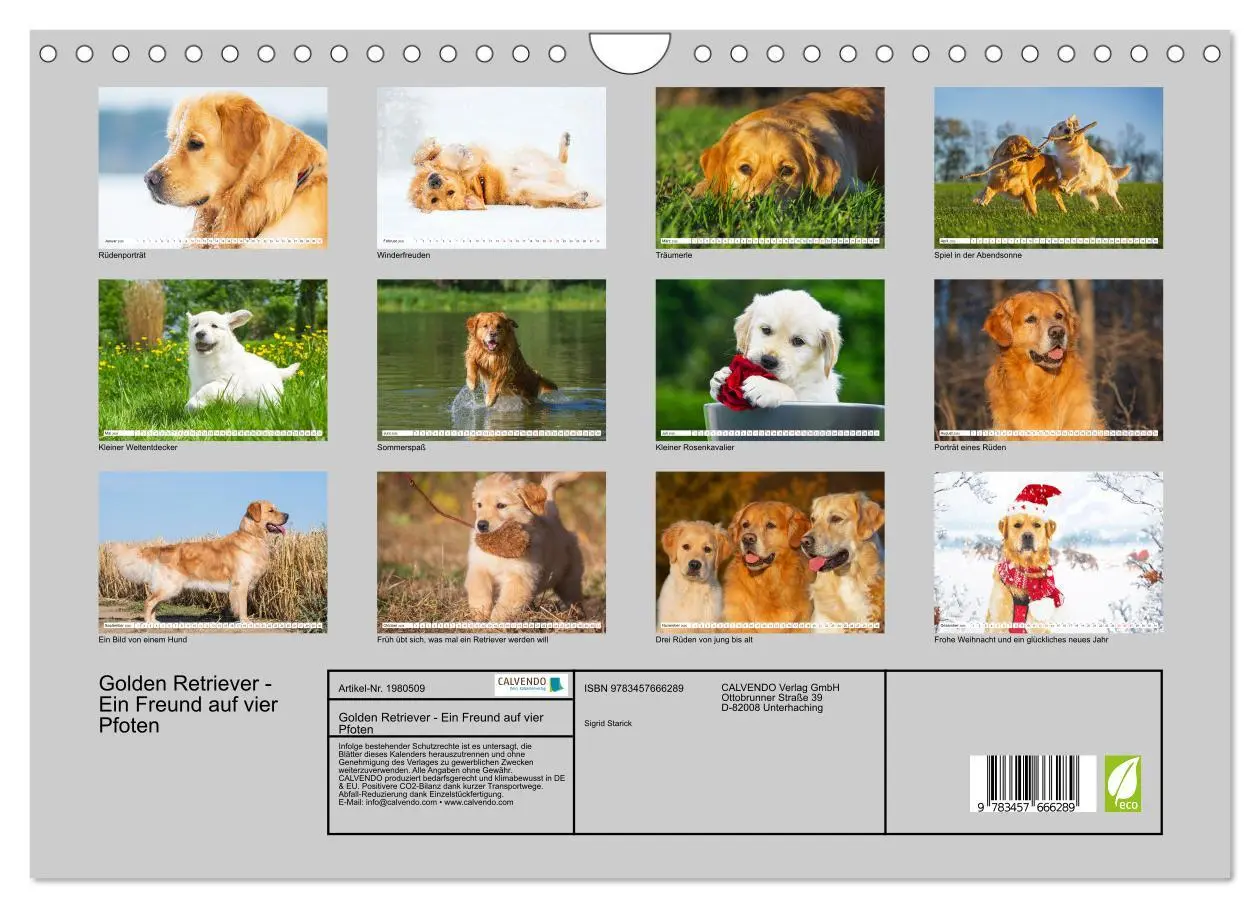 Bild: 9783457666289 | Golden Retriever - Ein Freund auf vier Pfoten (Wandkalender 2026...