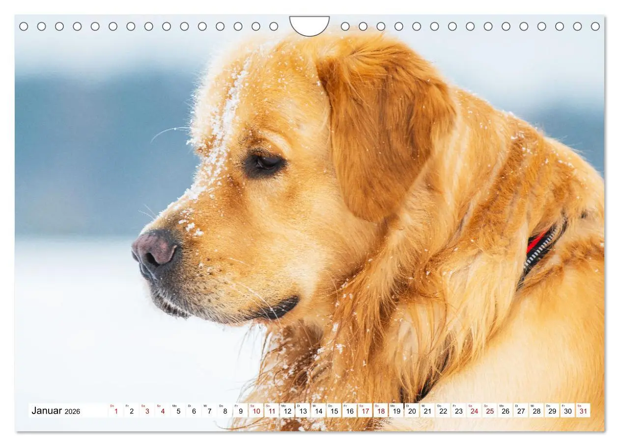 Bild: 9783457666289 | Golden Retriever - Ein Freund auf vier Pfoten (Wandkalender 2026...