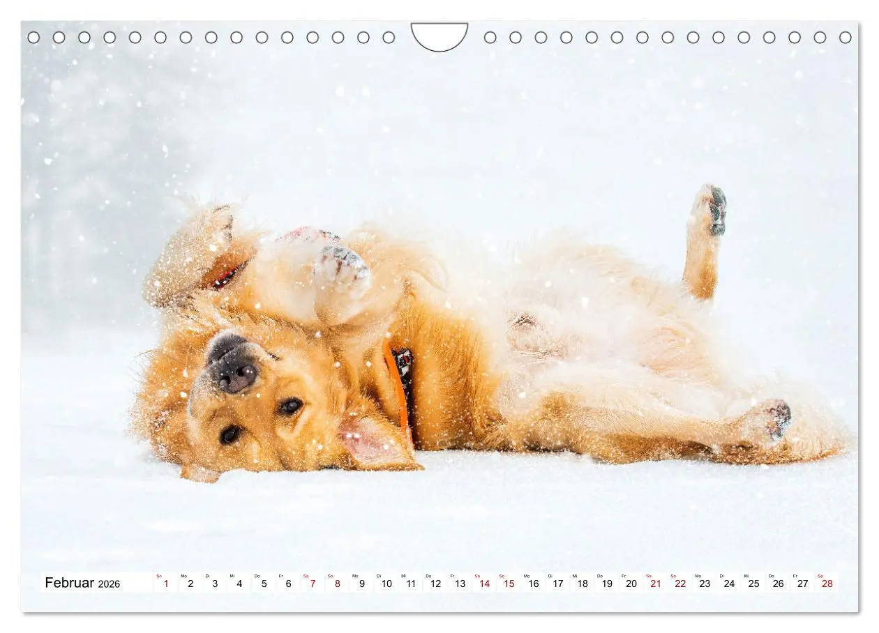 Bild: 9783457666289 | Golden Retriever - Ein Freund auf vier Pfoten (Wandkalender 2026...