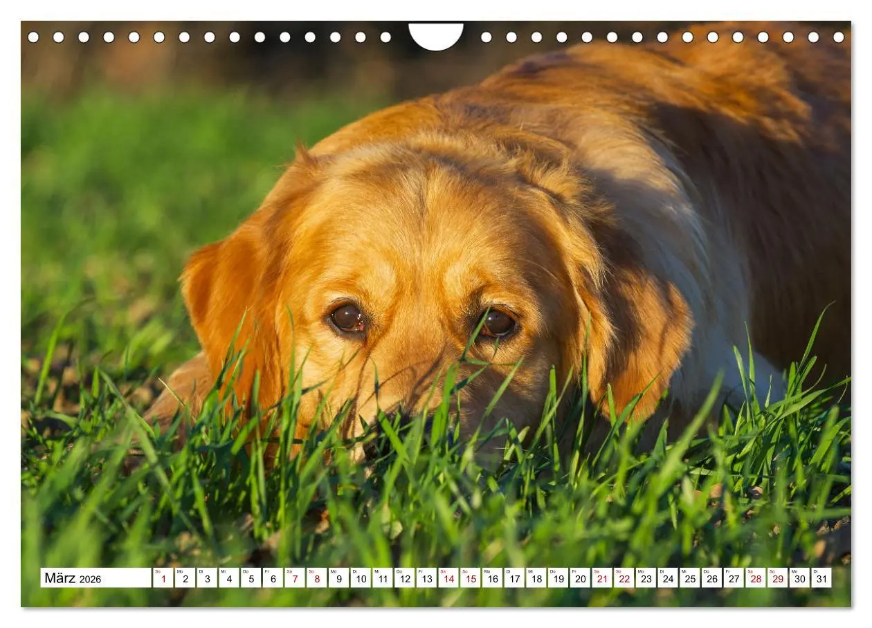 Bild: 9783457666289 | Golden Retriever - Ein Freund auf vier Pfoten (Wandkalender 2026...