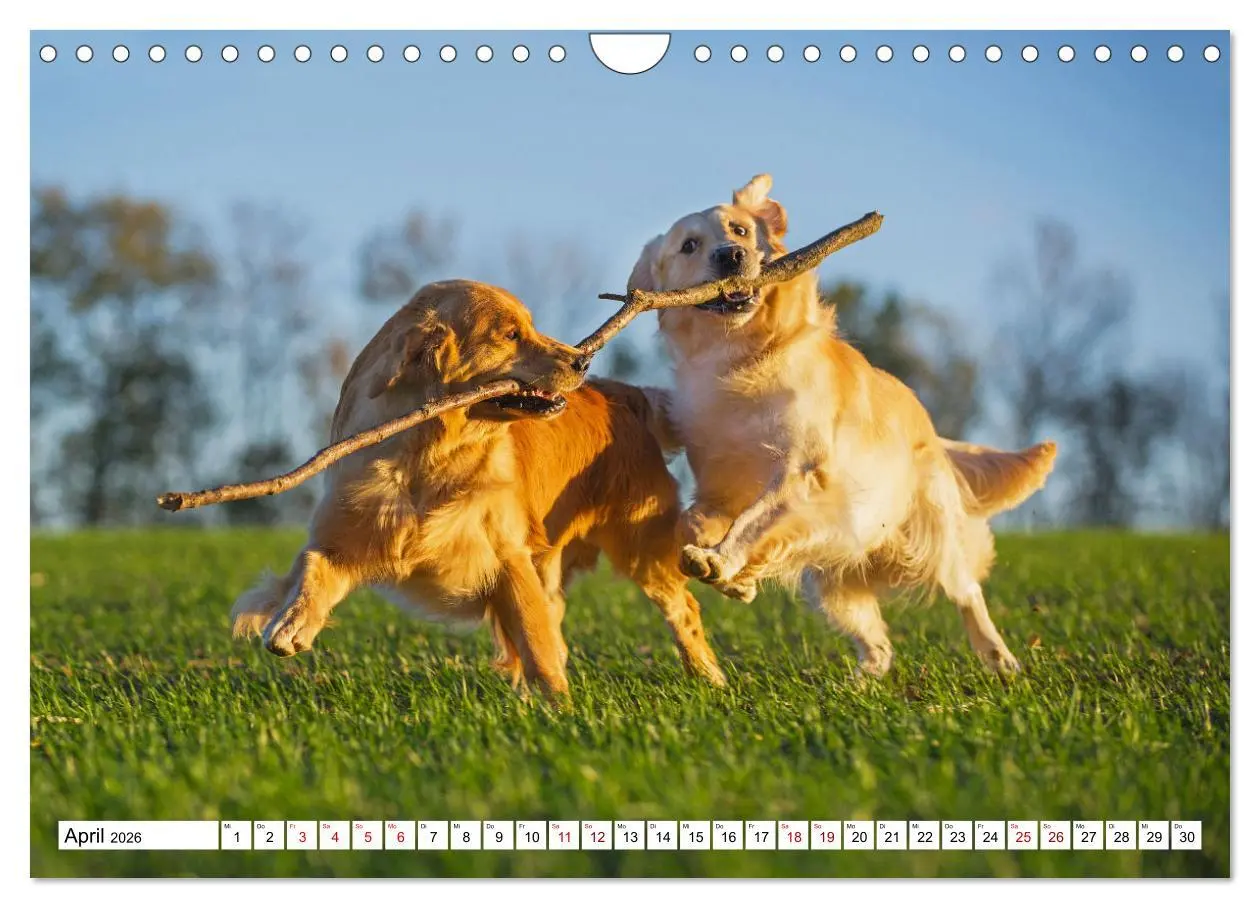 Bild: 9783457666289 | Golden Retriever - Ein Freund auf vier Pfoten (Wandkalender 2026...