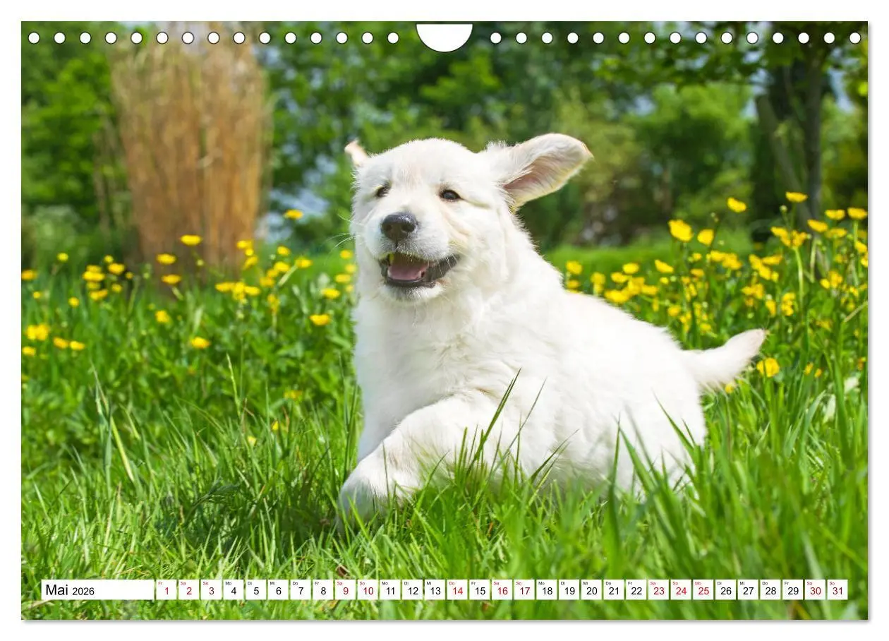Bild: 9783457666289 | Golden Retriever - Ein Freund auf vier Pfoten (Wandkalender 2026...