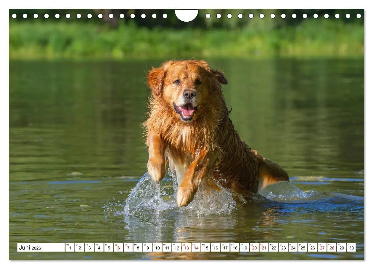 Bild: 9783457666289 | Golden Retriever - Ein Freund auf vier Pfoten (Wandkalender 2026...