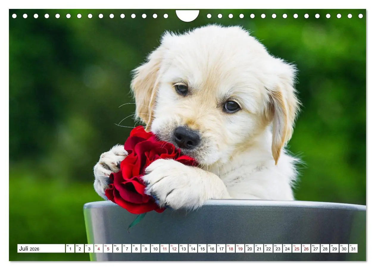 Bild: 9783457666289 | Golden Retriever - Ein Freund auf vier Pfoten (Wandkalender 2026...