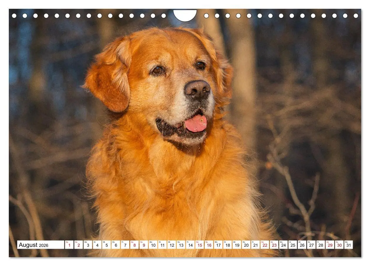 Bild: 9783457666289 | Golden Retriever - Ein Freund auf vier Pfoten (Wandkalender 2026...
