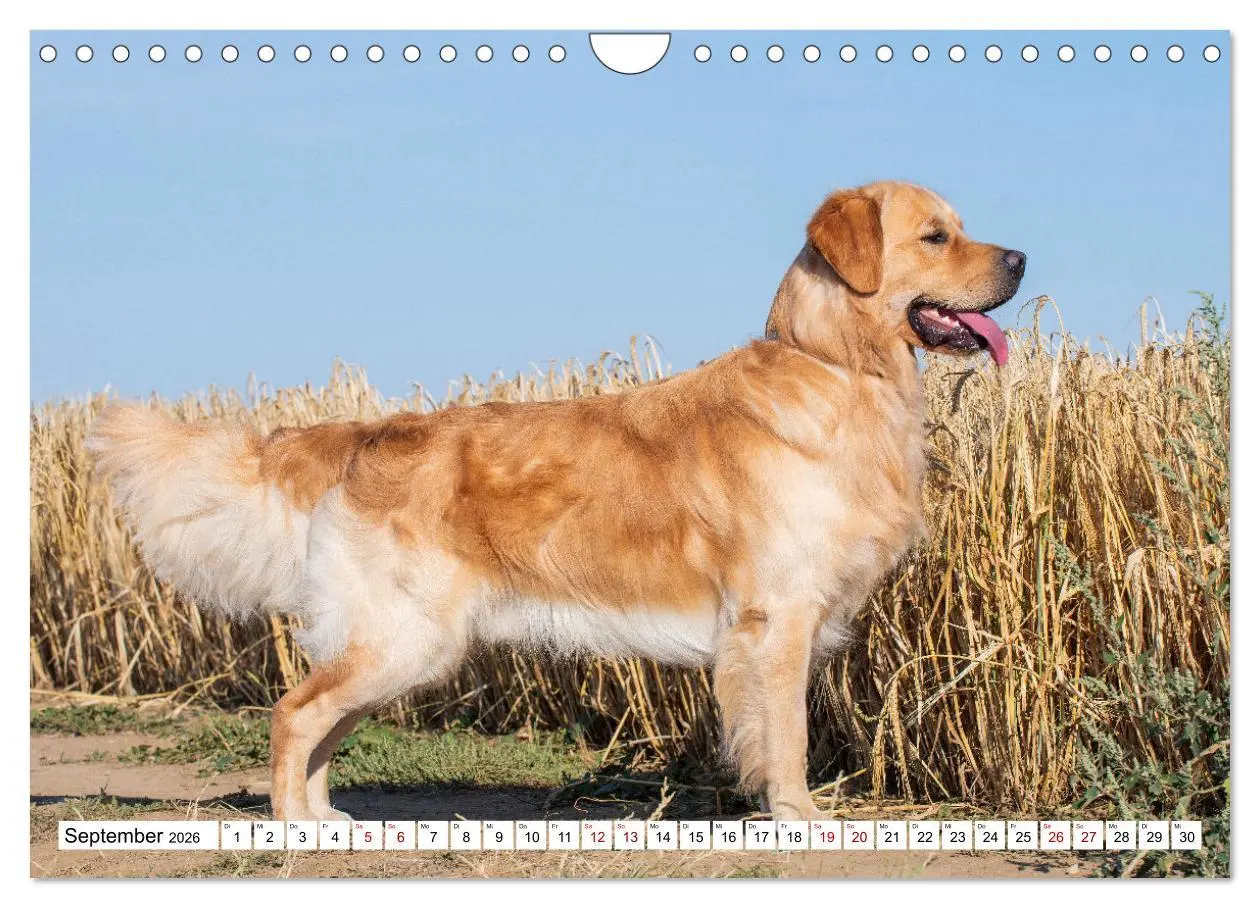 Bild: 9783457666289 | Golden Retriever - Ein Freund auf vier Pfoten (Wandkalender 2026...